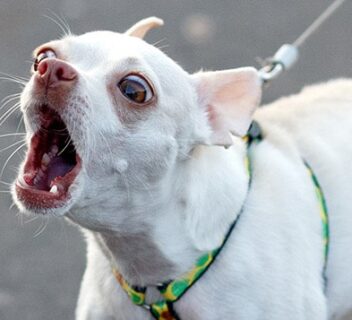 tips for avoiding a dog attack