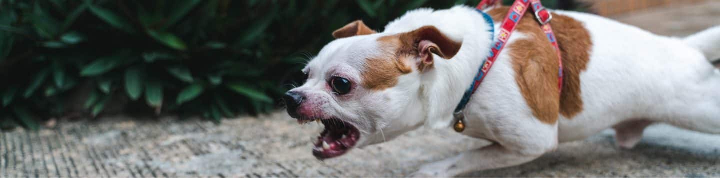 Free Legal Consultation On Dog Bite Injury