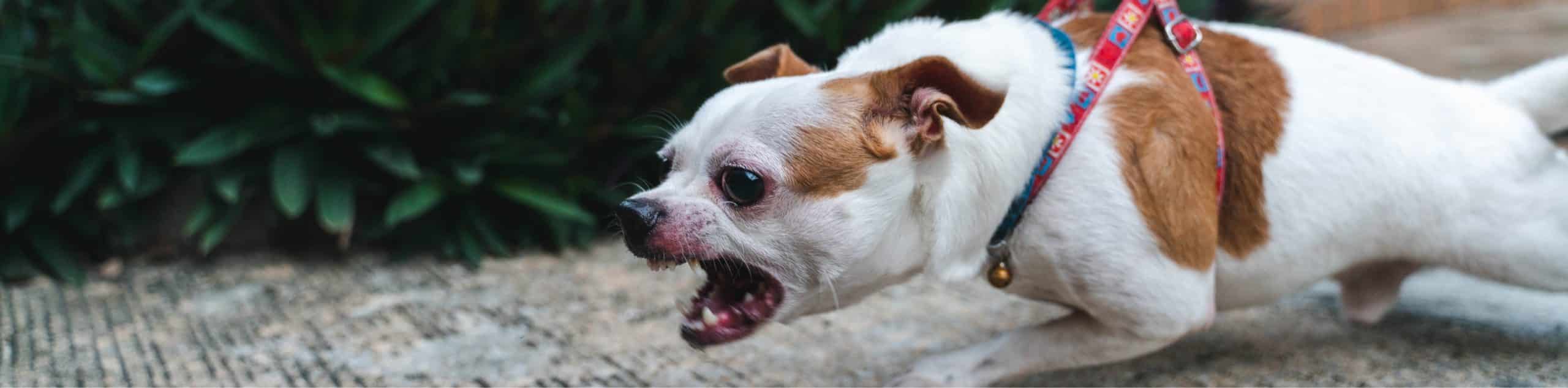 Free Legal Consultation On Dog Bite Injury