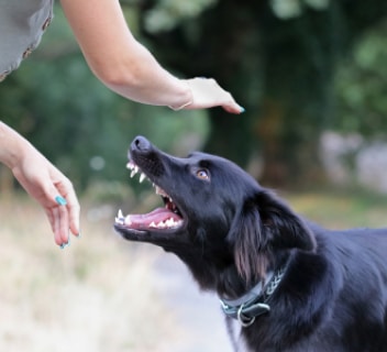 Tips for Avoiding a Dog Attack