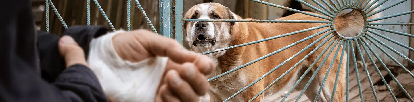 dog bite lawyers