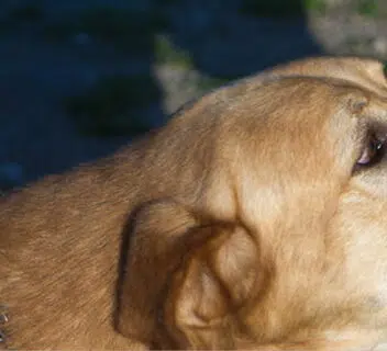 how to prove dog bite liability with landlord negligence California